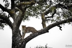 Majestic Leopard