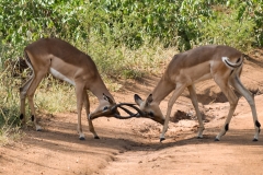 2017-AfricaTrip-(1480b)_edited_wm