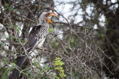 red-billed Hornbill