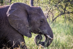 2017-AfricaTrip (1523)_edited_wm