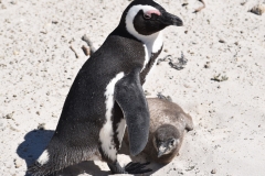 South African Penguin and chick