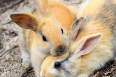 Japan-RabbitIsland_edited_wm