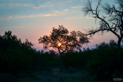 Sunrise behind tree
