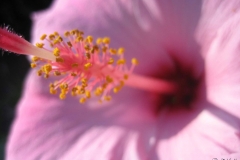 Hibiscus flower - close up